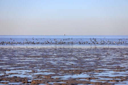 Birds live in coastal wetlands, North China