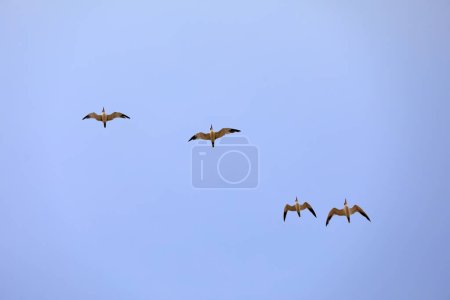 Photo for Birds flying in the sky, North China - Royalty Free Image