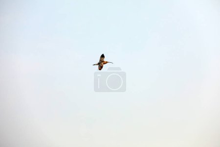Foto de Pájaros volando en el cielo, norte de China - Imagen libre de derechos