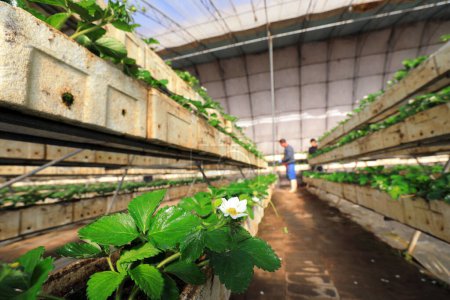 Téléchargez les photos : COMTÉ DE LUANNAN, Chine - 7 décembre 2020 : Le jardinier a pulvérisé des fongicides sur les fraises plantées en trois dimensions, COMTÉ DE LUANNAN, province du Hebei, Chine - en image libre de droit