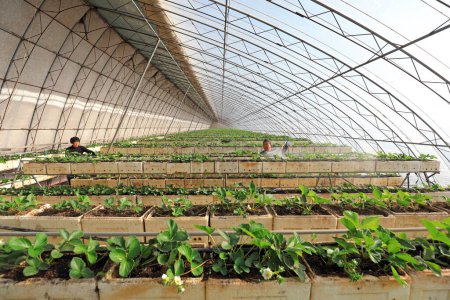 Téléchargez les photos : COMTÉ DE LUANNAN, Chine - 7 décembre 2020 : Le jardinier a pulvérisé des fongicides sur les fraises plantées en trois dimensions, COMTÉ DE LUANNAN, province du Hebei, Chine - en image libre de droit