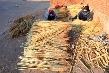 Foto de CONDADO DE LUANNAN, China - 11 de diciembre de 2020: Los trabajadores están seleccionando plántulas de escobas para hacer escobas grandes en un taller, condado de LUANNAN, provincia de Hebei, China - Imagen libre de derechos