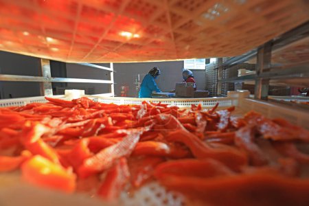 Téléchargez les photos : COMTÉ DE LUANNAN, Chine - 20 décembre 2020 : les travailleurs trient et emballent les patates douces séchées dans une entreprise de transformation alimentaire dans le COMTÉ DE LUANNAN, province du Hebei, Chine - en image libre de droit