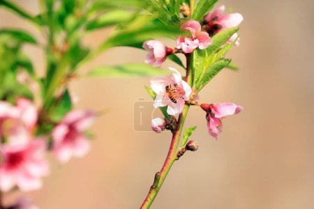 Photo for Farmers use bees to pollinate peach trees in greenhouses, North China - Royalty Free Image