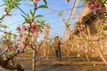 Téléchargez les photos : L'agriculteur éclaircit des fleurs dans un jardin de pêche, COMTÉ DE LUANNAN, province du Hebei, Chine - en image libre de droit