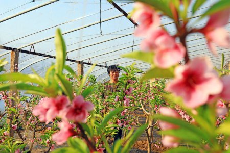 Téléchargez les photos : COMTÉ DE LUANNAN, Chine, 20 décembre 2020 : L'agriculteur éclaircit les fleurs dans un jardin de pêcheCOMTÉ DE LUANNAN, province du Hebei, Chine - en image libre de droit