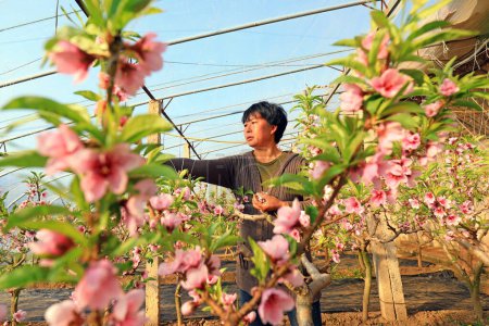 Foto de CONDADO DE LUANNAN, China, 20 de diciembre de 2020: El agricultor está adelgazando las flores en un jardín de melocotones.CONDADO DE LUANNAN, provincia de Hebei, China - Imagen libre de derechos