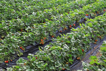 Foto de Crecimiento exuberante de plantas de fresa en el invernadero, norte de China - Imagen libre de derechos