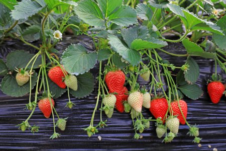 Lush growth of strawberry plants in the greenhouse, North China