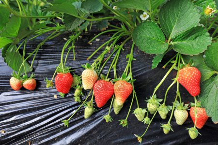 Üppiges Wachstum von Erdbeerpflanzen im Gewächshaus, Nordchina