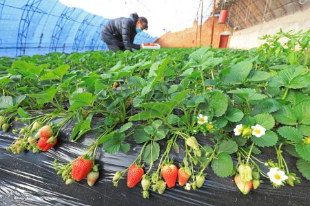 Téléchargez les photos : COMTÉ DE LUANNAN, Chine - 30 décembre 2020 : les agriculteurs récoltent des fraises dans une ferme, prêts à approvisionner le marché, COMTÉ DE LUANNAN, province du Hebei, Chine - en image libre de droit