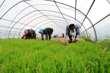 Téléchargez les photos : Les agriculteurs remontent et transplantent des plants de riz - en image libre de droit