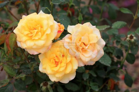 Photo for Beautiful roses in the garden, North China - Royalty Free Image