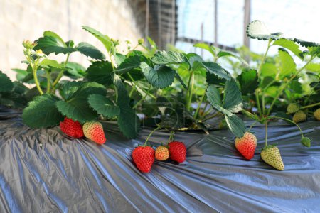 Strawberries in greenhouses on a farm, China