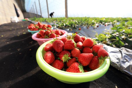 Tourists pick ripe strawberries in a greenhouse on a farm, China