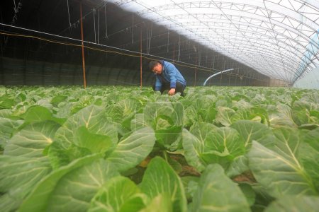 Photo for LUANNAN COUNTY, China - January 14, 2021: farmers check the growth of turnip in greenhouses at a farm in LUANNAN COUNTY, Hebei Province, China - Royalty Free Image