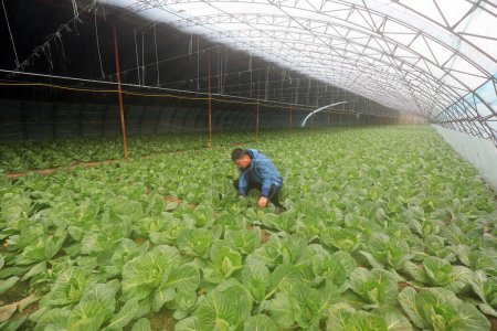 Téléchargez les photos : COMTÉ DE LUANNAN, Chine - 14 janvier 2021 : les agriculteurs contrôlent la croissance du navet dans les serres d'une ferme dans le COMTÉ DE LUANNAN, province du Hebei, Chine - en image libre de droit