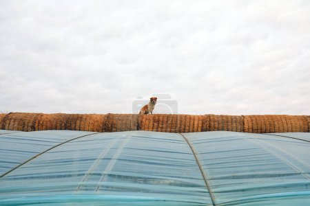 A little dog rests on a grass curtain in a greenhouse on a farm