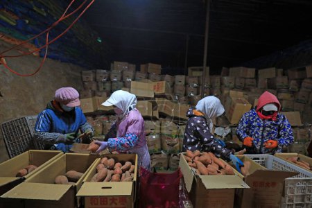 Foto de CONDADO DE LUANNAN, provincia de Hebei, China - 25 de enero de 2021: Los trabajadores están clasificando las batatas en la bodega. - Imagen libre de derechos