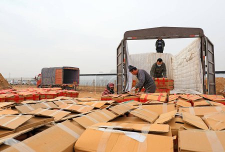 Foto de CONDADO DE LUANNAN, provincia de Hebei, China - 25 de enero de 2021: Los trabajadores están cargando batatas en una granja. - Imagen libre de derechos