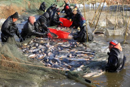 Téléchargez les photos : COMTÉ DE LUANNAN, province du Hebei, Chine - 29 janvier 2021 : Les travailleurs récoltent toutes sortes de poissons d'élevage dans l'étang à poissons pour répondre à la demande du marché de la fête du printemps. - en image libre de droit