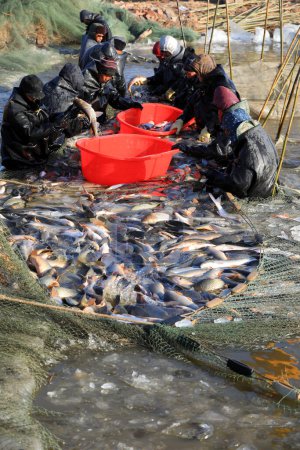 Foto de LUANNAN COUNTY, provincia de Hebei, China - 29 de enero de 2021: Los trabajadores cosechan todo tipo de peces cultivados en el estanque de peces para satisfacer la demanda del mercado del Festival de Primavera. - Imagen libre de derechos