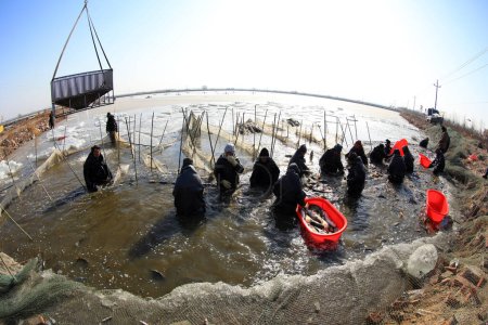 Foto de LUANNAN COUNTY, provincia de Hebei, China - 29 de enero de 2021: Los trabajadores cosechan todo tipo de peces cultivados en el estanque de peces para satisfacer la demanda del mercado del Festival de Primavera. - Imagen libre de derechos