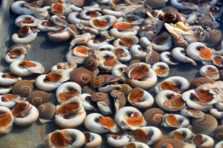 Téléchargez les photos : Fruits de mer et conque sont empilés ensemble - en image libre de droit