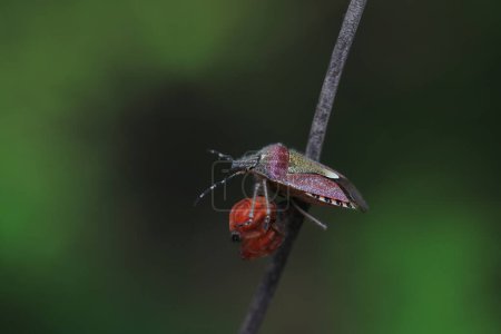 An adult stink bug foraging on plants, North China