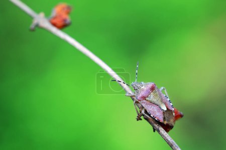 Un insecto apestoso adulto alimentándose de plantas, en el norte de China