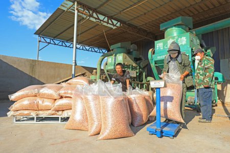 Téléchargez les photos : COMTÉ DE LUANNAN, Province du Hebei, Chine - 17 septembre 2020 : Les agriculteurs transforment des arachides en usines - en image libre de droit