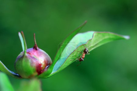 Photo for A brown ant crawls on a peony bud, North China - Royalty Free Image