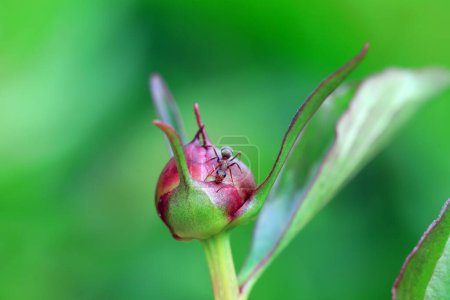 Téléchargez les photos : Une fourmi brune rampe sur un bouton de pivoine, Chine du Nord - en image libre de droit