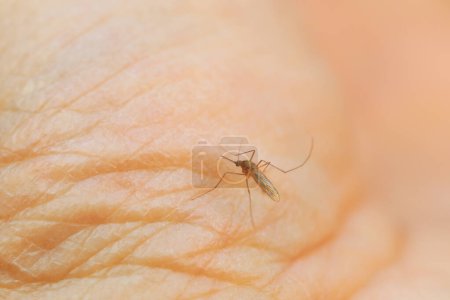 A mosquito sucks human blood, North China