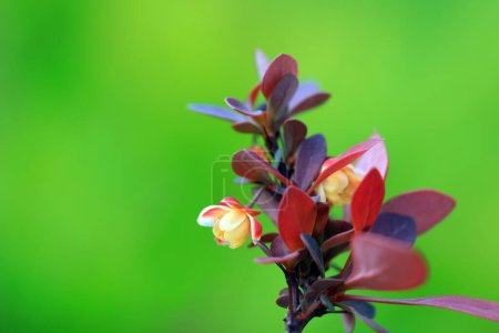 Téléchargez les photos : Belles fleurs de Berberis amurensis, Chine du Nord - en image libre de droit