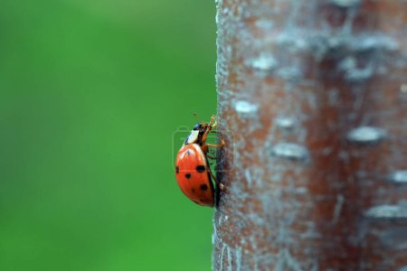 Photo for Ladybugs crawl in nature, North China - Royalty Free Image