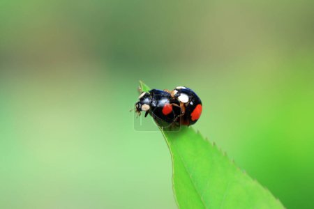 Photo for Two ladybugs mate in nature, North China - Royalty Free Image