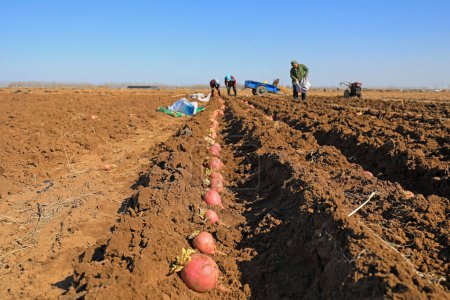Téléchargez les photos : COMTÉ DE LUANNAN, Chine - 10 mars 2020 : agriculteurs cultivant du radis dans les fermes, COMTÉ DE LUANNAN, province du Hebei, Chine - en image libre de droit