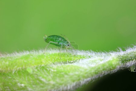 Photo for Aphids crawling on green leaves, North China - Royalty Free Image