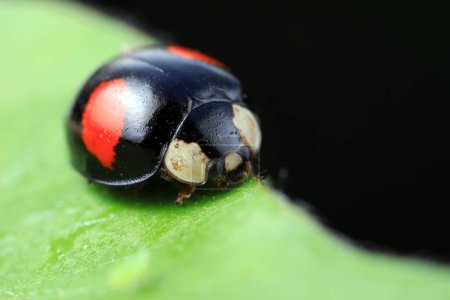 Photo for Ladybugs crawling on wild plants, North China - Royalty Free Image
