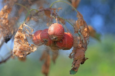 Foto de La fruta del espino está dañada por plagas, norte de China - Imagen libre de derechos