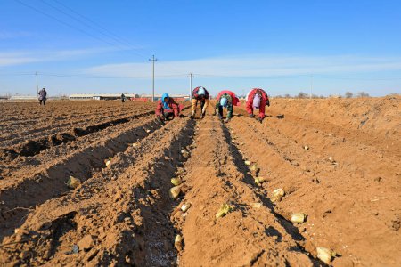 Téléchargez les photos : COMTÉ DE LUANNAN, Chine - 10 mars 2020 : agriculteurs cultivant du chou dans les fermes, COMTÉ DE LUANNAN, province du Hebei, Chine - en image libre de droit