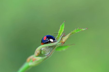 Photo for A ladybug crawls on a green leaf, North China - Royalty Free Image