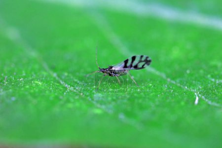 Photo for Aphids crawling on green leaves, North China - Royalty Free Image