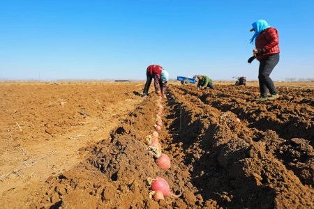 Téléchargez les photos : COMTÉ DE LUANNAN, Chine - 10 mars 2020 : agriculteurs cultivant du radis dans les fermes, COMTÉ DE LUANNAN, province du Hebei, Chine - en image libre de droit