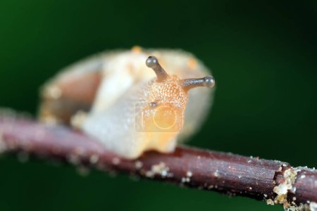 Téléchargez les photos : Escargots rampant sur les branches, Chine du Nord - en image libre de droit