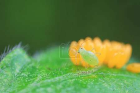 Photo for Aphids crawling on ladybird eggs, North China - Royalty Free Image