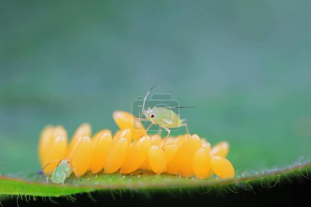 Photo for Aphids crawling on ladybird eggs, North China - Royalty Free Image