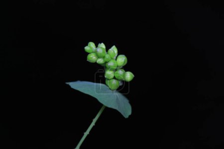 Photo for The medicinal plant raceme, North China - Royalty Free Image