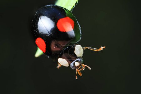 Photo for Ladybugs crawling on wild plants, North China - Royalty Free Image